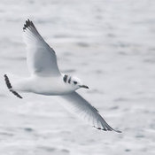 Black-legged Kittiwake